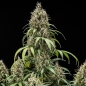 Preview: Cookies Gelato Seeds Auto (Autoflower Indica)